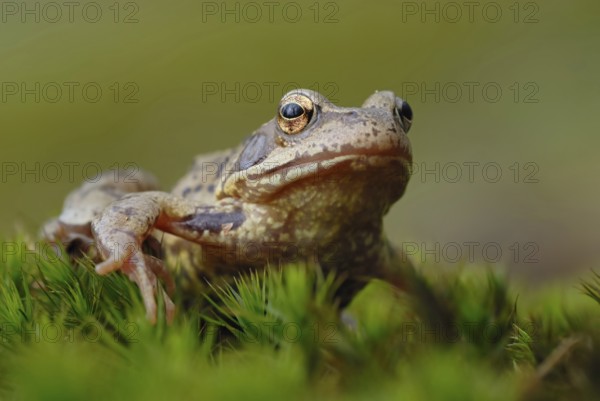 Discouraged... Grass frog (Rana temporaria) during amphibian migration in spring, March, April,
