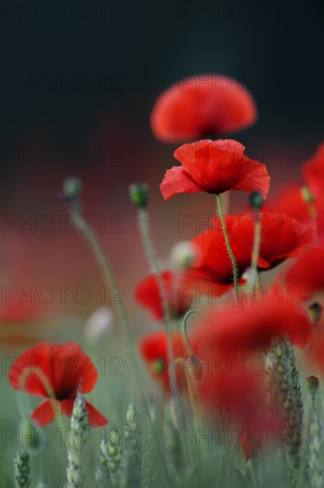 Corn poppy (Papaver rhoeas) red flowering, generally known typical wild flowers, field flowers in a
