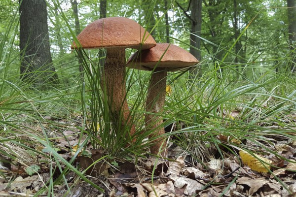 Mushroom season... Deciduous forest red cap Leccinum aurantiacum) in its natural environment,