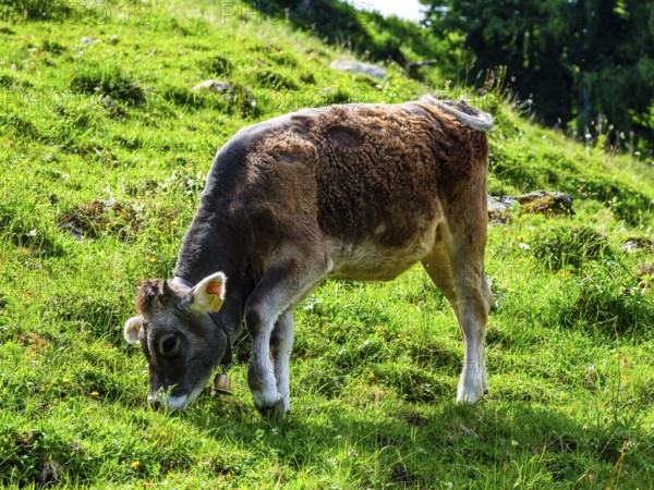 Calves eating grass on the mountain pasture, Jenner, Berchtesgaden National Park, Schönau am