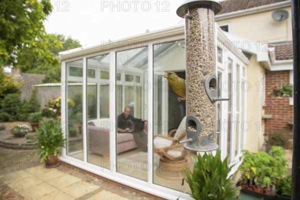 Greenfinch (Chloris chloris) adult bird on a garden bird feeder with a person working on a laptop