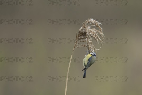 Blue tit (Cyanistes Caeruleus) adult bird feeding on a Common reed seedhead in a reedbed, England,