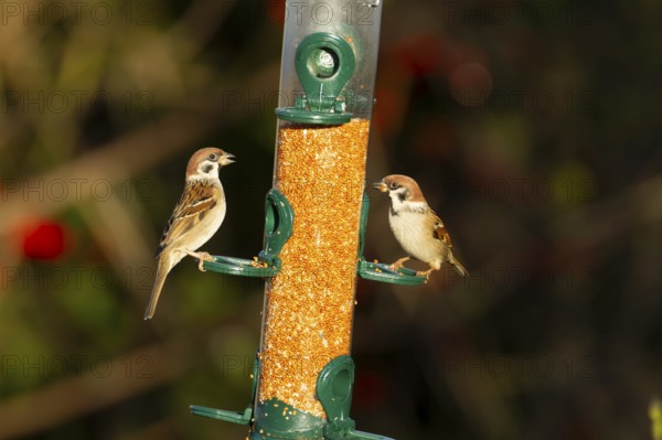 Tree sparrow (Passer montanus) two adult birds feeding on a bird feeder, England, United Kingdom