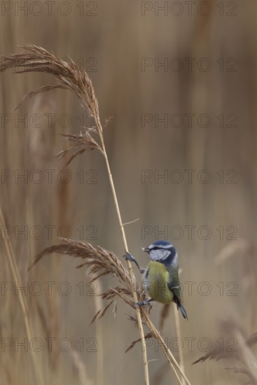 Blue tit (Cyanistes Caeruleus) adult bird feeding on a Common reed seedhead in a reedbed, England,
