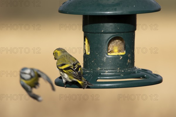 Siskin (Spinus spinus) adult bird on a bird feeder with a Blue tit flying in the background,