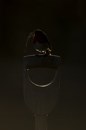 European robin (Erithacus rubecula) rim lit on a garden fork handle with nesting material in its
