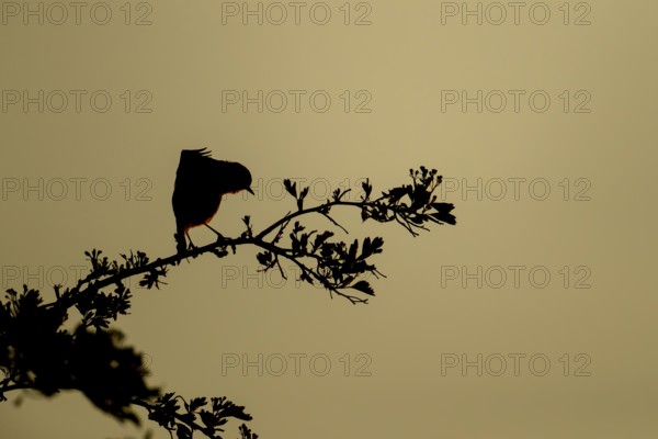 European robin (Erithacus rubecula) silhouette of an adult bird stretching on a tree branch at