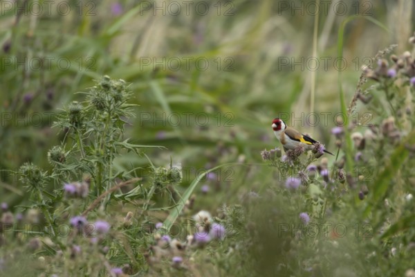 European goldfinch (Carduelis carduelis) adult bird on Creeping thistle (Cirsium arvense) seed