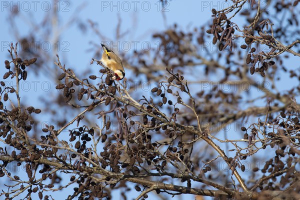European goldfinch (Carduelis carduelis) adult bird feeding on Alder tree seeds in winter, England,