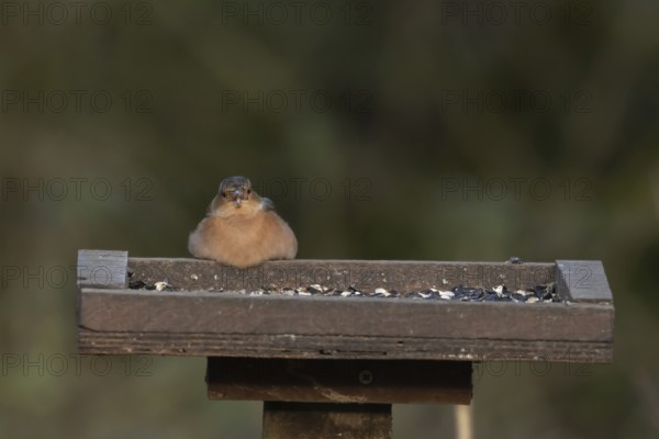 European chaffinch (Fringilla coelebs) adult male bird feeding on sunflower seeds at a bird table,