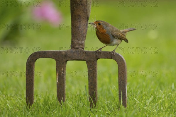 European robin (Erithacus rubecula) adult bird on a garden fork with nesting material in its beak