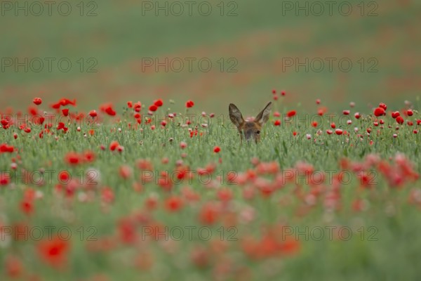 Roe deer (Capreolus capreolus) adult female doe animal in a farmland wheat field with red poppy