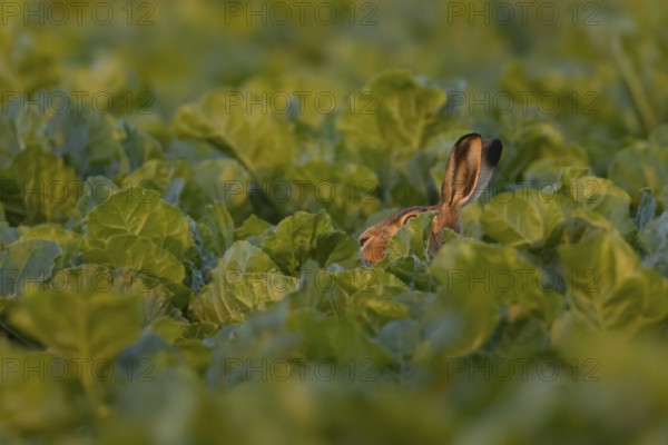 European brown hare (Lepus europaeus) adult animal in a farmland sugar beet crop, England, United