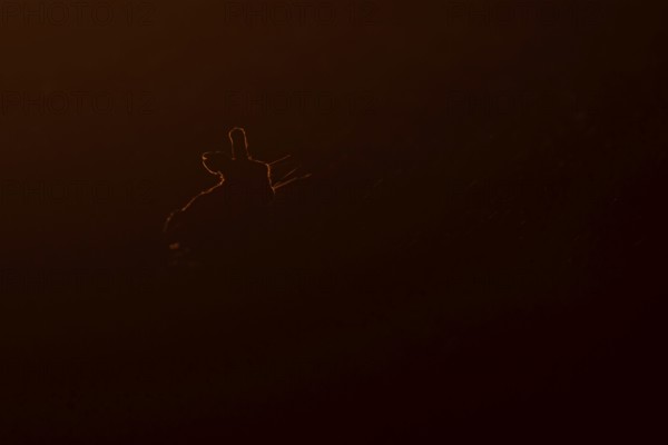 European brown hare (Lepus europaeus) adult animal rim lit from backlighting in a farmland field at