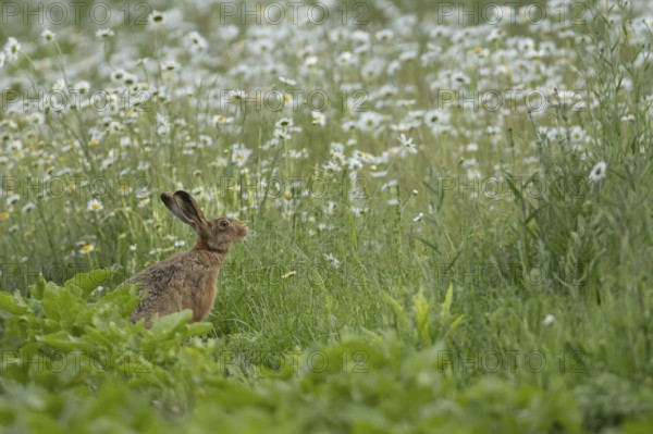 European brown hare (Lepus europaeus) adult animal on the edge of a farmland sugar beet crop with a