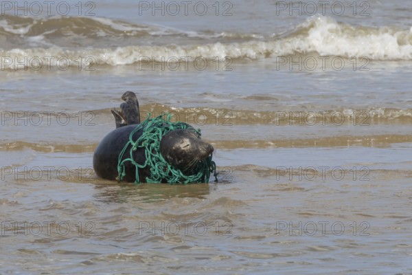 Grey seal (Halichoerus grypus) adult animal with netting wrapped around its body resting in the