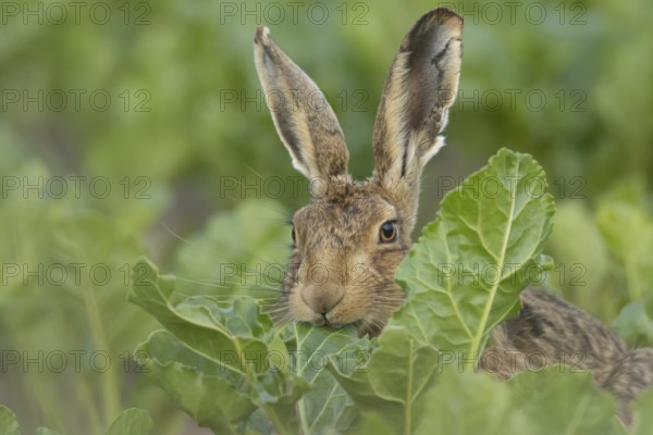 European brown hare (Lepus europaeus) adult animal eating a leaf in a farmland sugar beet crop,