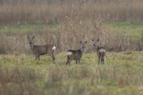 Roe deer (Capreolus capreolus) adult female doe animal and two juvenile fawns in Fenland in winter,