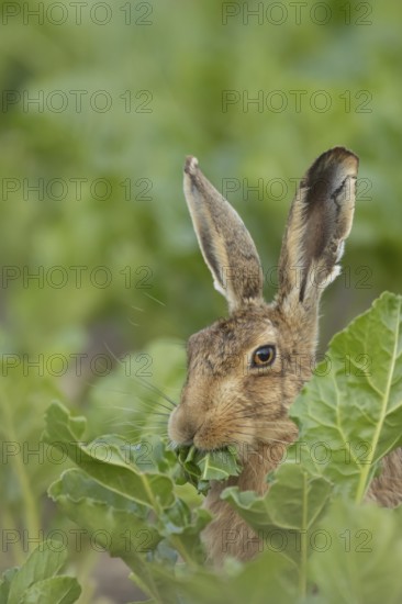 European brown hare (Lepus europaeus) adult animal eating a leaf in a farmland sugar beet crop,