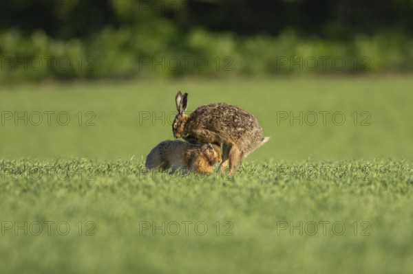 European brown hare (Lepus europaeus) two adult animals boxing or fighting in a farmland field in