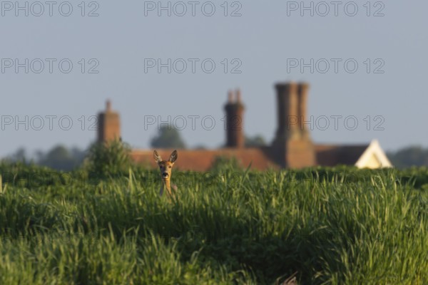 Roe deer (Capreolus capreolus) adult female doe animal in a farmland field with a house in the