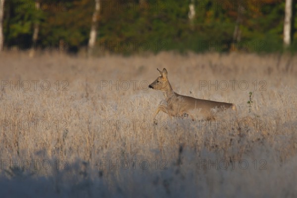 Roe deer (Capreolus capreolus) adult animal female doe running in frosted grassland, England,