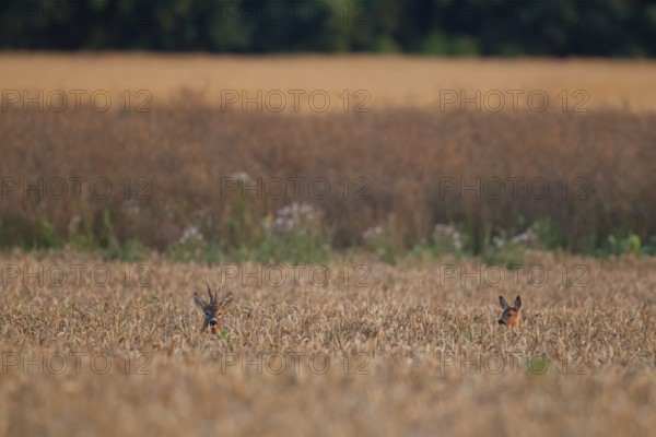 Roe deer (Capreolus capreolus) adult male buck and female doe in a summer wheat field, England,