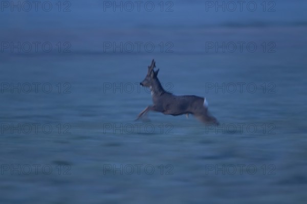 Roe deer (Capreolus capreolus) adult male buck running on frosted grassland, motion blur image,