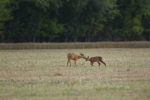 Roe deer (Capreolus capreolus) adult female doe and juvenile baby fawn in a farmland stubble field