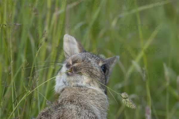 European rabbit (Oryctolagus cuniculus) adult animal feeding on a blade of grass in grassland,