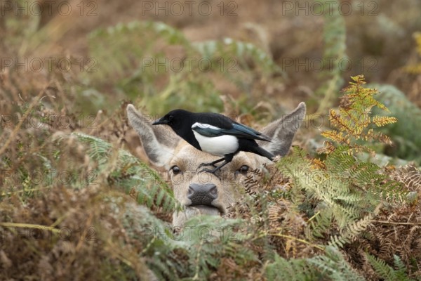 Red deer (Cervus elaphus) adult animal female amongst bracken with a Magpie (Pica pica) bird on its