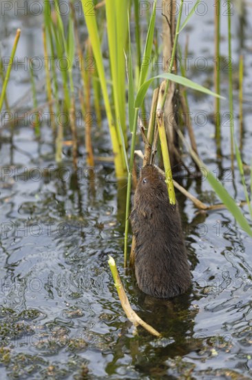 Water vole (Arvicola amphibius) adult animal collecting a reed leaf in a pond, England, United