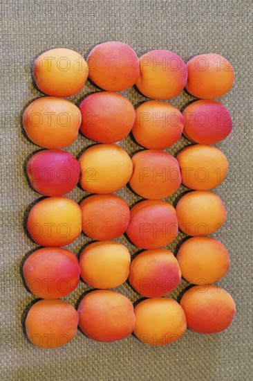 Fresh apricots (Prunus armeniaca) for sale at a fruit and vegetable market, Frauenkirchen,