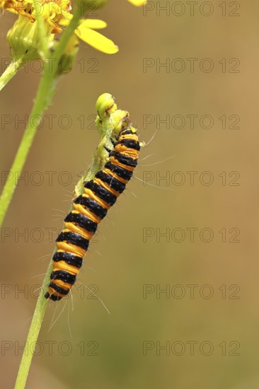 St. Jacob's weed bear or blood bear (Tyria jacobaeae), butterfly caterpillar, moth, family