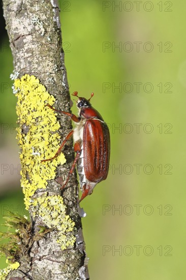 May beetle, wood cockchafer (Melolontha hippocastani), female, on a branch covered with lichen,
