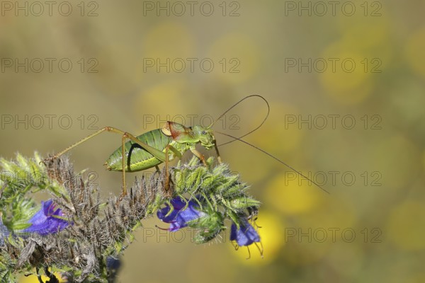 Steppe saddle grasshopper, steppe saddle grasshopper (Ephippiger ephippiger), male, on Viper's