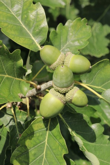 Close-up of green acorns and oak leaves in late summer, Lower Saxony, Germany