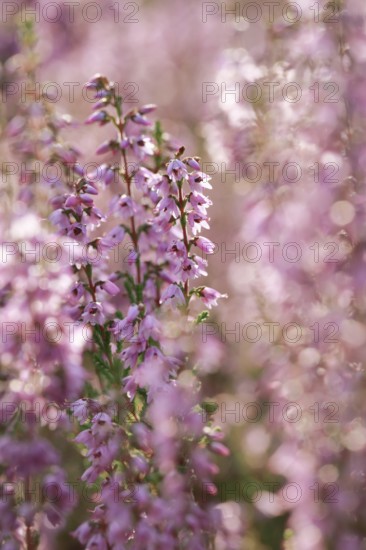 Close-up of flowering heather in the LÃ¼neburg Heath, Lower Saxony, Germany