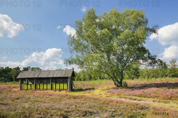 Beehives in the middle of the blooming LÃ¼neburg Heath, Lower Saxony, Germany
