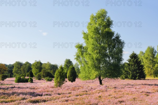 Birches and junipers in the blooming LÃ¼neburg Heath, Lower Saxony, Germany