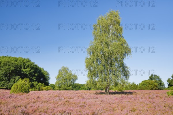 Large birch tree in the blooming LÃ¼neburg Heath, Lower Saxony, Germany