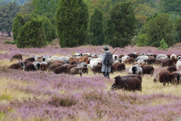 Heidschnucke moorland sheep feeding in the middle of the blooming LÃ¼neburg Heath, Lower Saxony,