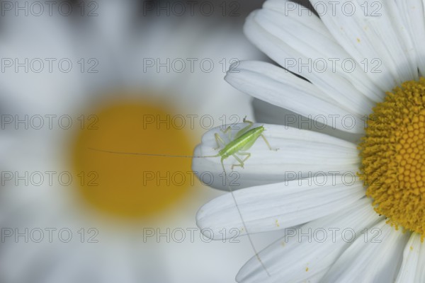 Oak bush cricket (Meconema thalassinum) juvenile baby insect on an Oxeye daisy flower, England,