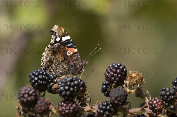 Red admiral butterfly (Vanessa atalanta) adult insect feeding on blackberries fruit in summer,