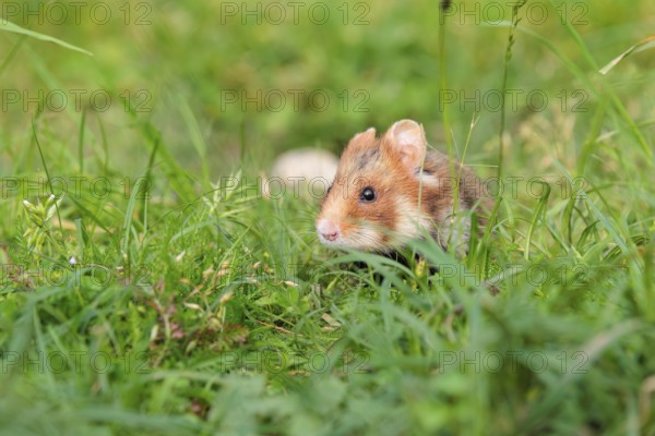 A European hamster (Cricetus cricetus) sits in a green meadow next to its burrow on a cloudy day