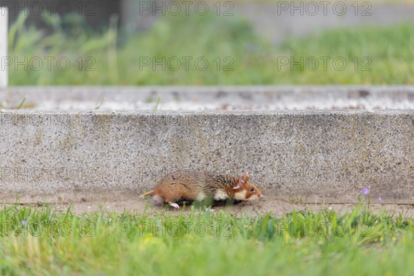 A European hamster (Cricetus cricetus) runs along a grave on a cloudy day