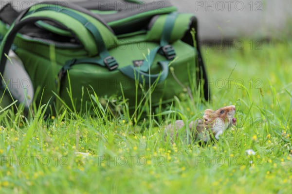 A European hamster (Cricetus cricetus) collects herbs, grass and daisies in a fresh green meadow.