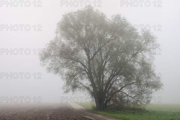 Foggy mood in November... old willow (Salix p.) in wet and cold autumn, field copse in hazy cloudy