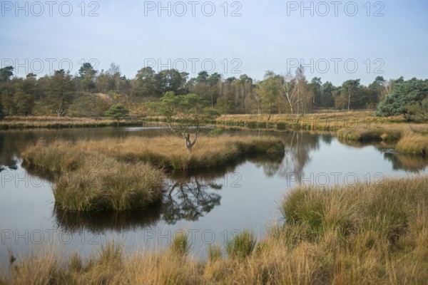 Bog lake in autumn... Teufelskuhle (high moor), idyllic moorland lake in the middle of a wide