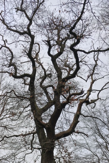 Old English oak... Oak (Quercus robur), German oak, view into the crown of an old, corrupt tree in